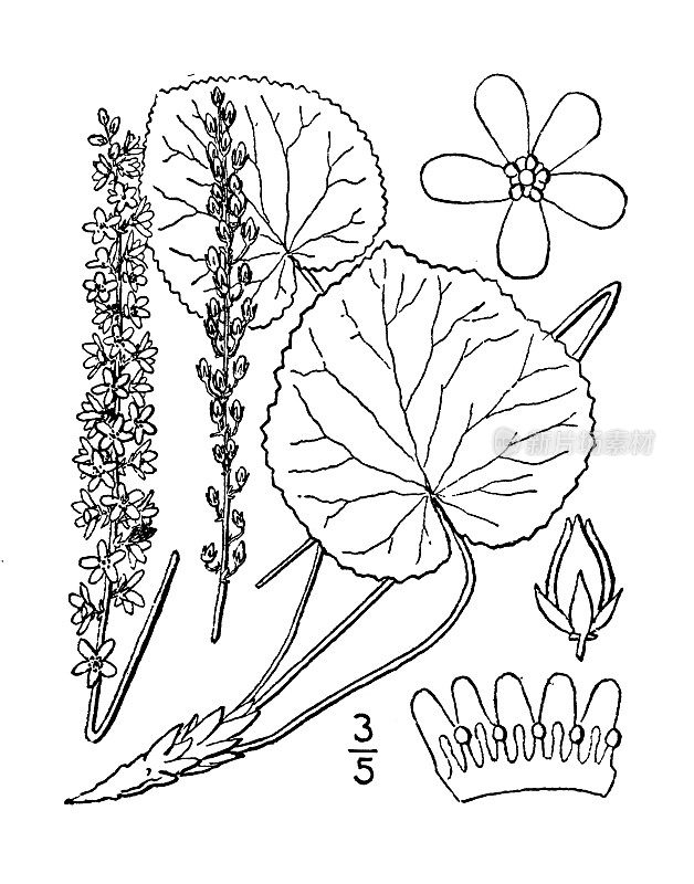 古董植物学植物插图:Galax aphylla, Galax，甲虫